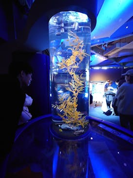 新江ノ島水族館に投稿された画像（2024/11/30）
