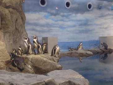 新江ノ島水族館に投稿された画像（2024/11/30）