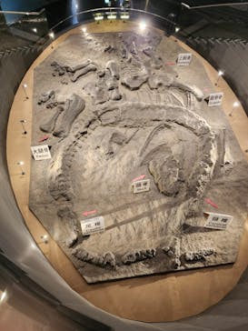 福井県立恐竜博物館に投稿された画像（2024/11/30）