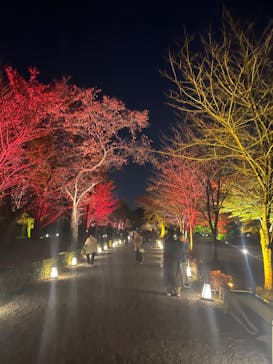 NAKED meets 二条城 2025 観月に投稿された画像（2024/11/30）