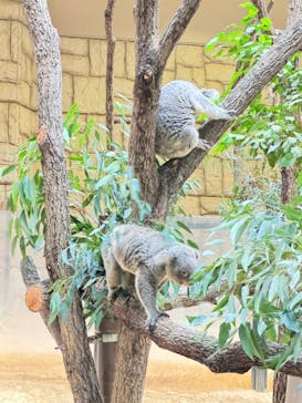 名古屋市東山動植物園に投稿された画像（2024/11/30）