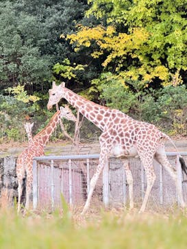 名古屋市東山動植物園に投稿された画像（2024/11/30）