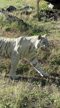 伊豆アニマルキングダムに投稿された画像（2024/11/30）