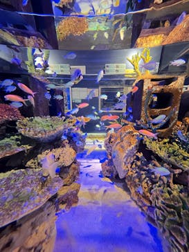 竹島水族館に投稿された画像（2024/11/30）