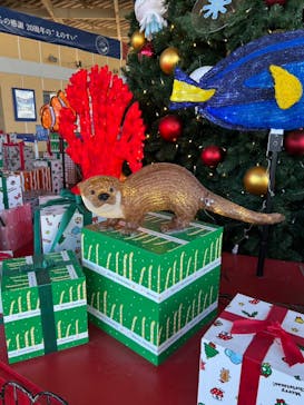 新江ノ島水族館に投稿された画像（2024/11/30）