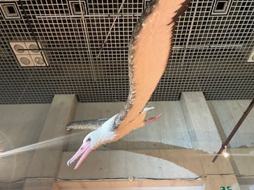 特別展「鳥 ～ゲノム解析が解き明かす新しい鳥類の系統～」国立科学博物館に投稿された画像（2024/11/30）