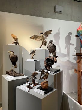 特別展「鳥 ～ゲノム解析が解き明かす新しい鳥類の系統～」国立科学博物館に投稿された画像（2024/11/30）