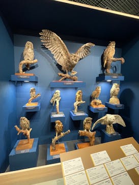 特別展「鳥 ～ゲノム解析が解き明かす新しい鳥類の系統～」国立科学博物館に投稿された画像（2024/11/30）