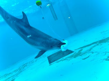 しながわ水族館に投稿された画像（2024/11/30）