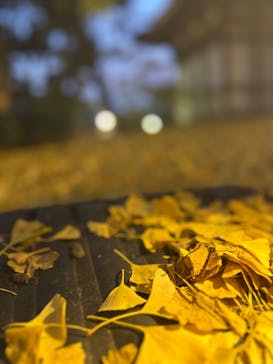 三溪園に投稿された画像（2024/11/30）