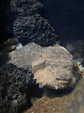 カワスイ 川崎⽔族館に投稿された画像（2024/11/30）