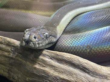 カワスイ 川崎⽔族館に投稿された画像（2024/11/30）