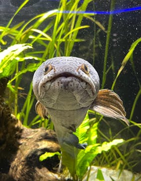 カワスイ 川崎⽔族館に投稿された画像（2024/11/30）