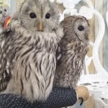 あうるぱーく フクロウカフェ池袋に投稿された画像（2024/11/30）