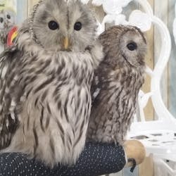 あうるぱーく フクロウカフェ池袋に投稿された画像（2024/11/30）