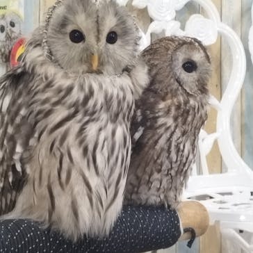 あうるぱーく フクロウカフェ池袋に投稿された画像（2024/11/30）