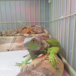 あうるぱーく フクロウカフェ池袋に投稿された画像（2024/11/30）