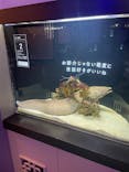横浜開運水族館 フォーチュンアクアリウムに投稿された画像（2024/11/30）