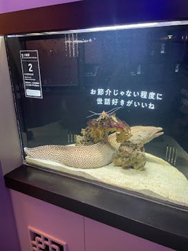 横浜開運水族館 フォーチュンアクアリウムに投稿された画像（2024/11/30）
