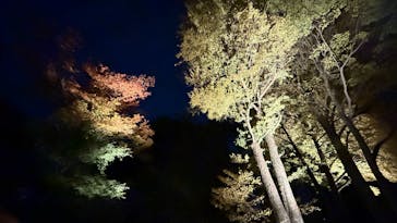 六義園に投稿された画像（2024/11/30）