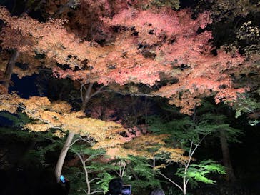 六義園に投稿された画像（2024/11/30）