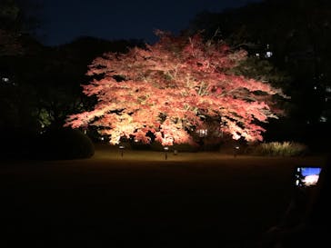 六義園に投稿された画像（2024/11/30）