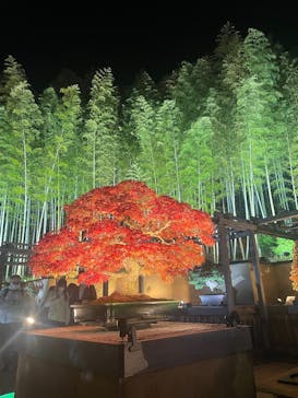 国営昭和記念公園 秋の夜散歩に投稿された画像（2024/11/30）