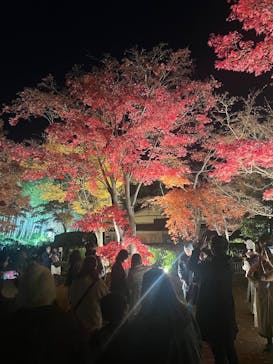 国営昭和記念公園 秋の夜散歩に投稿された画像（2024/11/30）