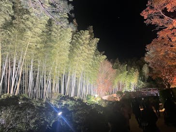 国営昭和記念公園 秋の夜散歩に投稿された画像（2024/11/30）