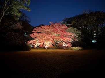 六義園に投稿された画像（2024/11/30）