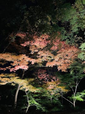 六義園に投稿された画像（2024/11/30）