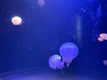 マリンワールド海の中道に投稿された画像（2024/11/30）