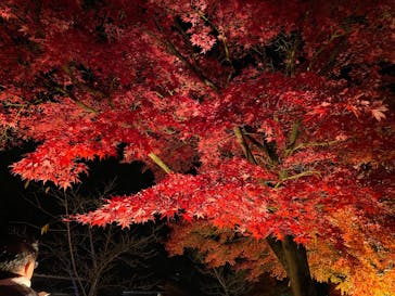 修善寺虹の郷に投稿された画像（2024/11/30）