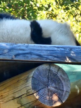 恩賜上野動物園に投稿された画像（2024/11/30）