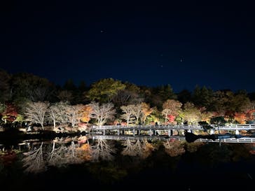 国営昭和記念公園 秋の夜散歩に投稿された画像（2024/11/30）
