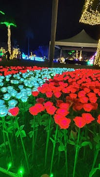 美らヤシパークオキナワ・東南植物楽園に投稿された画像（2024/11/30）