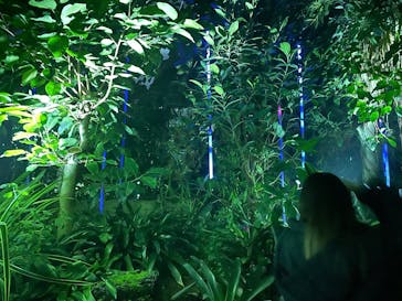 京都府立植物園　LIGHT CYCLES KYOTOに投稿された画像（2024/11/30）