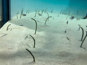 アクアワールド茨城県大洗水族館に投稿された画像（2024/11/24）