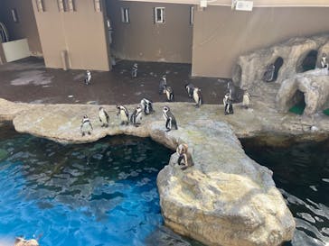 アクアワールド茨城県大洗水族館に投稿された画像（2024/11/24）