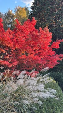 国営昭和記念公園 秋の夜散歩に投稿された画像（2024/11/30）