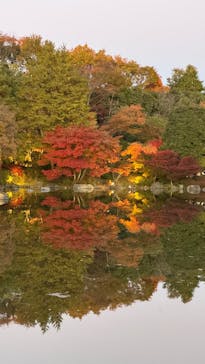 国営昭和記念公園 秋の夜散歩に投稿された画像（2024/11/30）