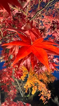 国営昭和記念公園 秋の夜散歩に投稿された画像（2024/11/30）