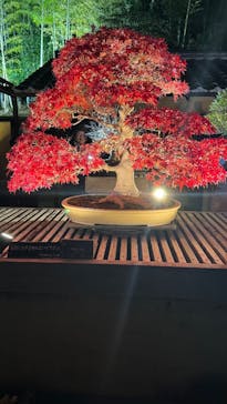 国営昭和記念公園 秋の夜散歩に投稿された画像（2024/11/30）