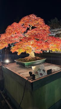 国営昭和記念公園 秋の夜散歩に投稿された画像（2024/11/30）