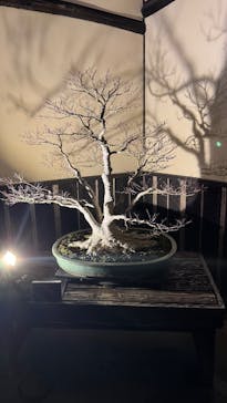 国営昭和記念公園 秋の夜散歩に投稿された画像（2024/11/30）