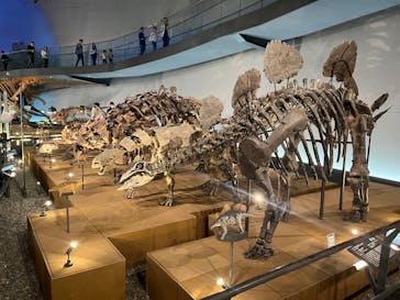 福井県立恐竜博物館に投稿された画像（2024/11/30）