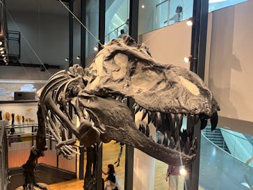 福井県立恐竜博物館に投稿された画像（2024/11/30）