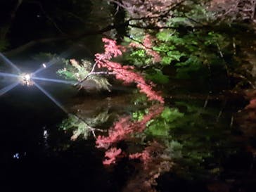 六義園に投稿された画像（2024/11/30）