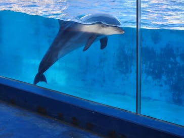 下田海中水族館に投稿された画像（2024/11/30）