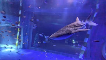 のとじま水族館に投稿された画像（2024/11/30）